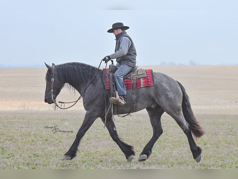 Percheron Castrone 4 Anni 163 cm Roano blu in Fairbank IA