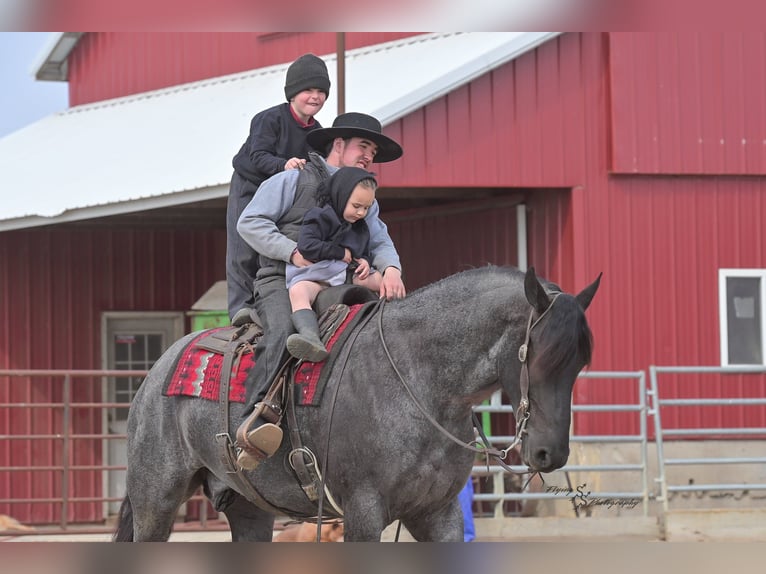 Percheron Castrone 4 Anni 163 cm Roano blu in Fairbank IA