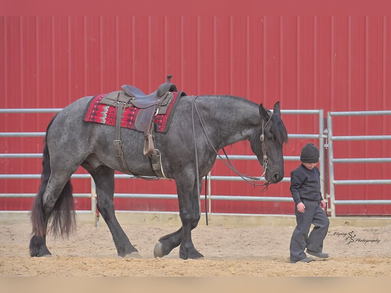 Percheron Castrone 4 Anni 163 cm Roano blu in Fairbank IA