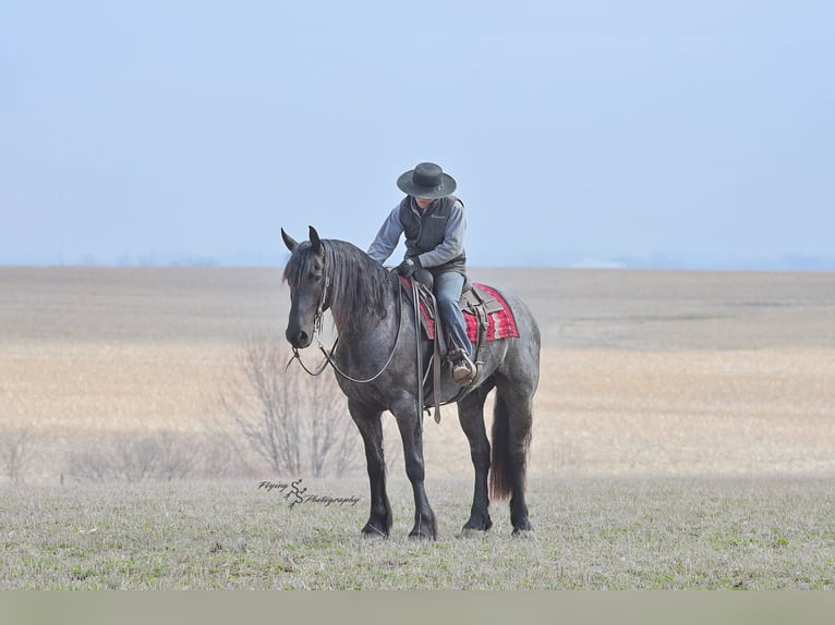 Percheron Castrone 4 Anni 163 cm Roano blu in Fairbank IA