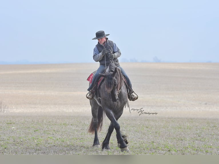 Percheron Castrone 4 Anni 163 cm Roano blu in Fairbank IA