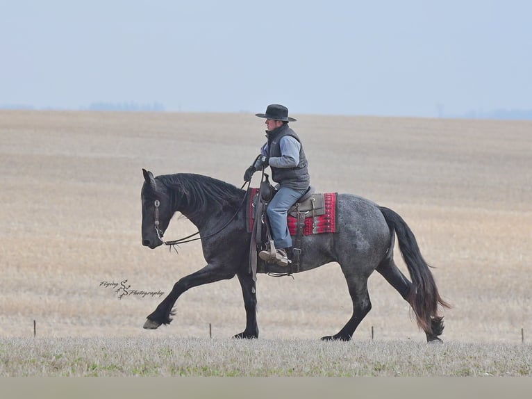 Percheron Castrone 4 Anni 163 cm Roano blu in Fairbank IA