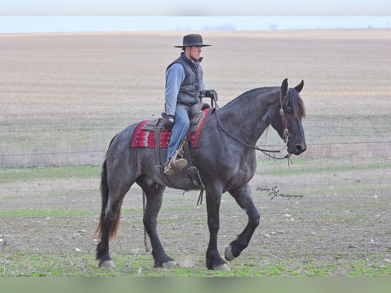 Percheron Castrone 4 Anni 163 cm Roano blu in Fairbank IA