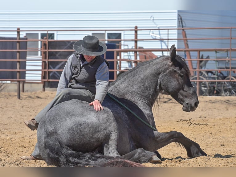 Percheron Castrone 4 Anni 163 cm Roano blu in Fairbank IA