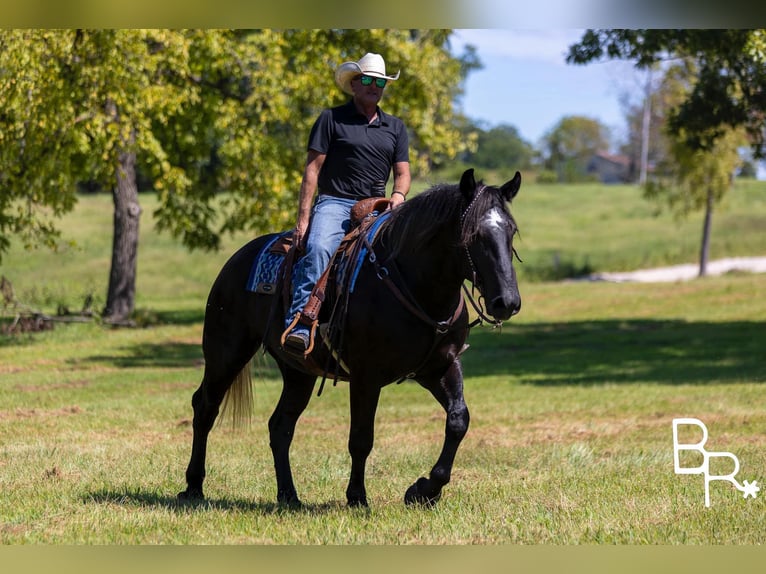 Percheron Castrone 4 Anni 165 cm Morello in Mountain Grove MO