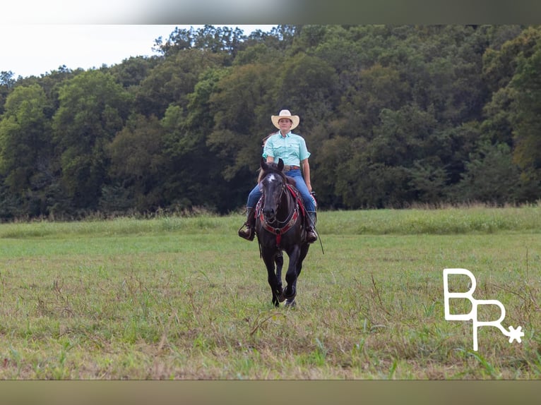 Percheron Castrone 4 Anni 165 cm Morello in Mountain Grove MO