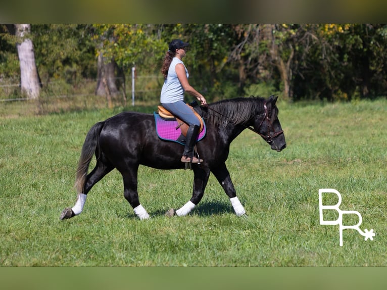 Percheron Castrone 4 Anni 165 cm Morello in Mountain Grove MO