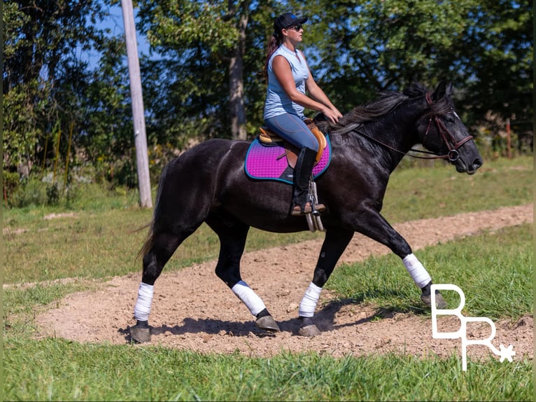 Percheron Castrone 4 Anni 165 cm Morello in Mountain Grove MO