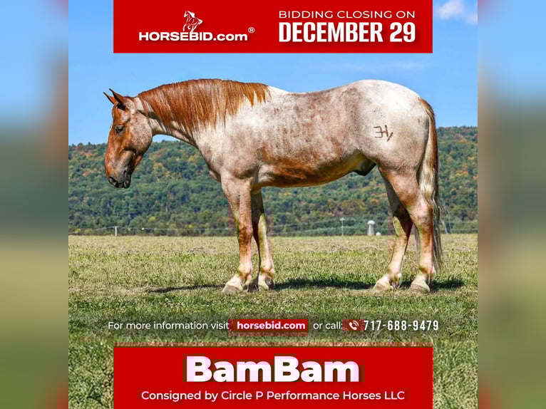 Percheron Mix Castrone 4 Anni 165 cm Roano rosso in Littlestown