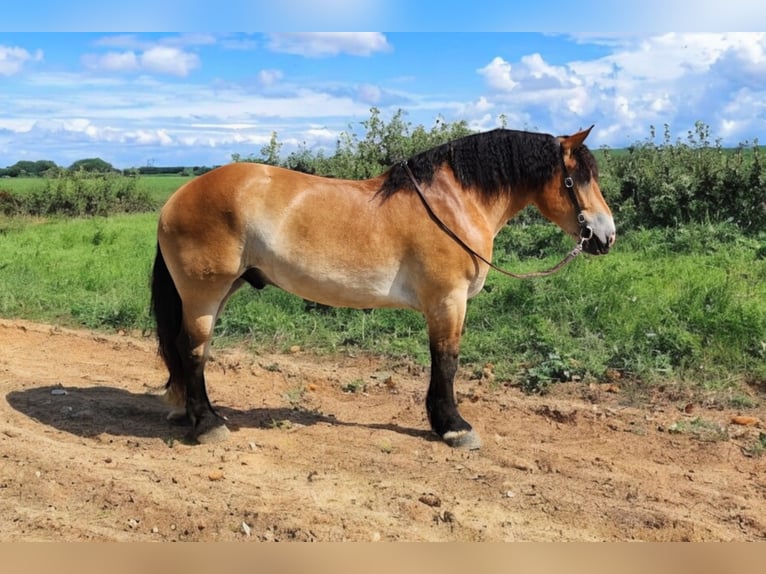 Percheron Mix Castrone 4 Anni 168 cm Baio ciliegia in Camden, MI