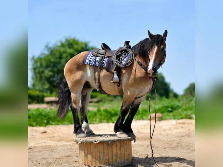 Percheron Mix Castrone 4 Anni 168 cm Baio ciliegia in Camden, MI