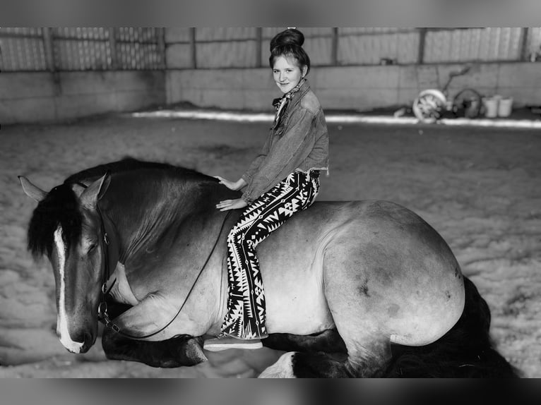 Percheron Mix Castrone 4 Anni 168 cm Baio ciliegia in Camden, MI