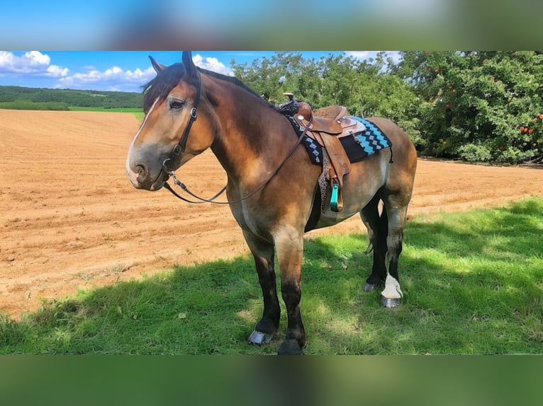 Percheron Mix Castrone 4 Anni 168 cm Baio ciliegia in Camden, MI