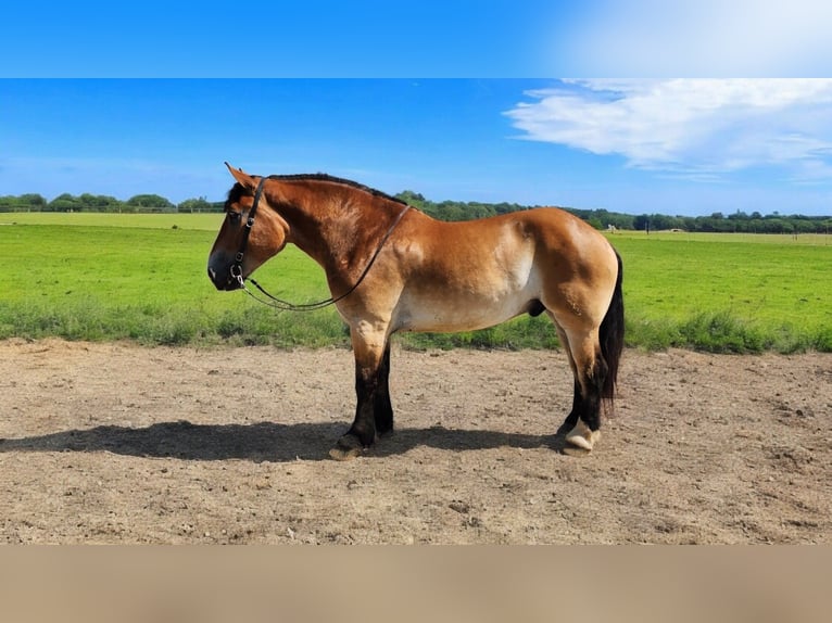 Percheron Mix Castrone 4 Anni 168 cm Baio ciliegia in Camden, MI