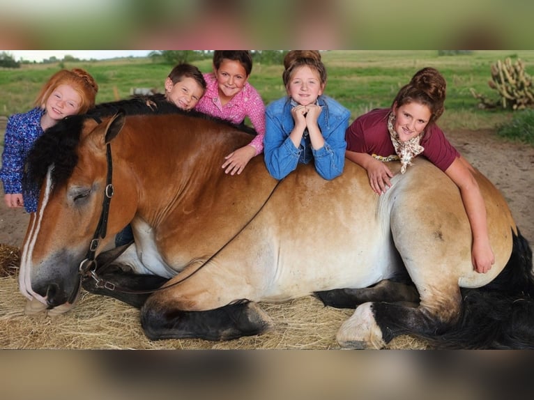 Percheron Mix Castrone 4 Anni 168 cm Baio ciliegia in Camden, MI