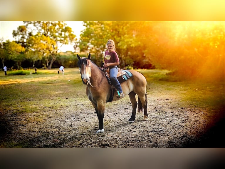 Percheron Mix Castrone 4 Anni 168 cm Baio ciliegia in Camden, MI