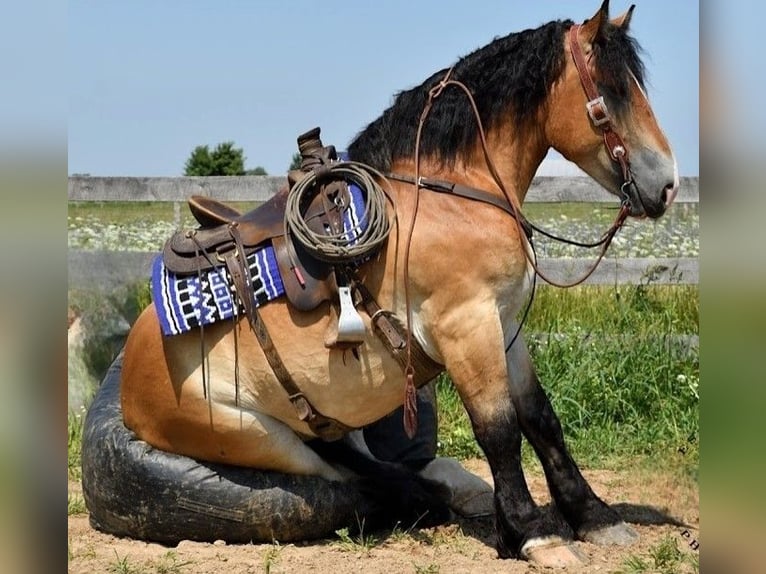 Percheron Mix Castrone 4 Anni 168 cm Baio ciliegia in Camden, MI