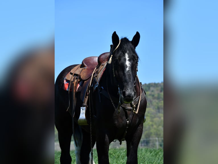 Percheron Mix Castrone 4 Anni 168 cm Grigio in Rebersburg