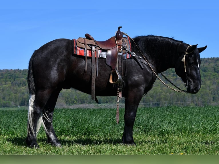 Percheron Mix Castrone 4 Anni 168 cm Grigio in Rebersburg