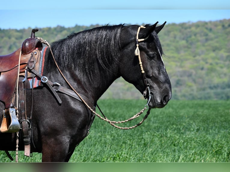 Percheron Mix Castrone 4 Anni 168 cm Grigio in Rebersburg