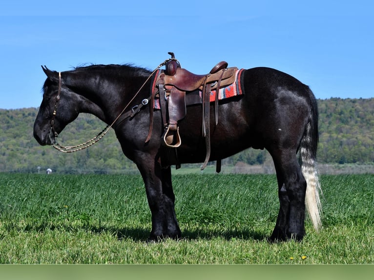 Percheron Mix Castrone 4 Anni 168 cm Grigio in Rebersburg