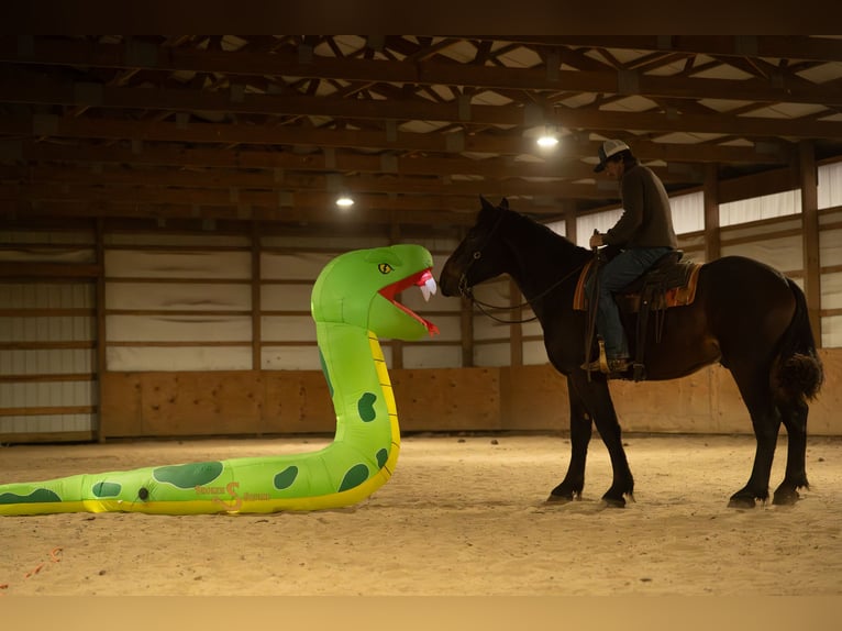 Percheron Mix Castrone 4 Anni 170 cm Baio ciliegia in Bogard