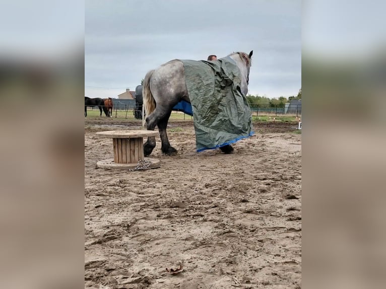 Percheron Castrone 4 Anni 172 cm Leardo in Kachtem