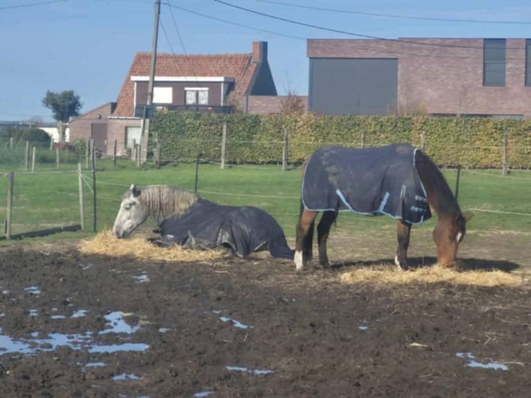 Percheron Castrone 4 Anni 172 cm Leardo in Kachtem