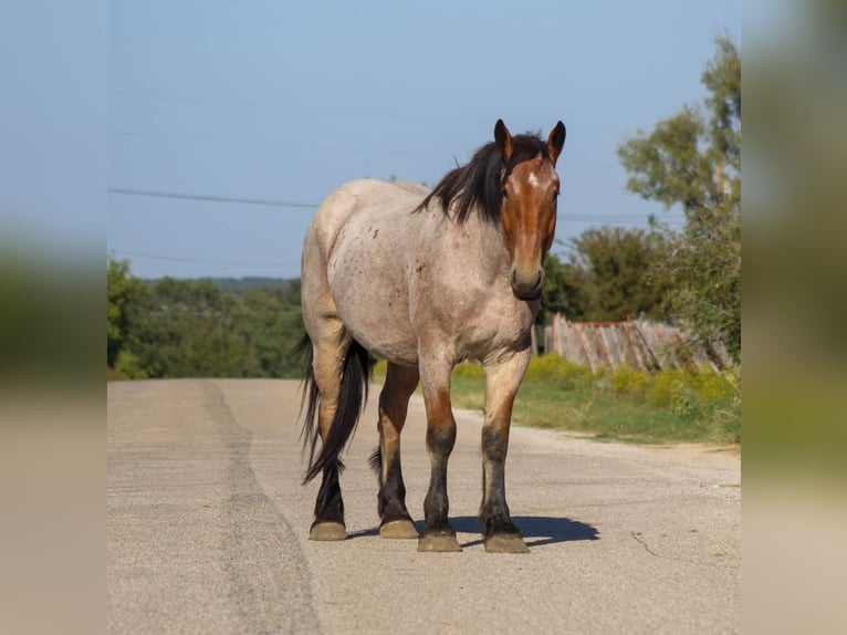 Percheron Castrone 4 Anni 173 cm Baio roano in Stephenville TX