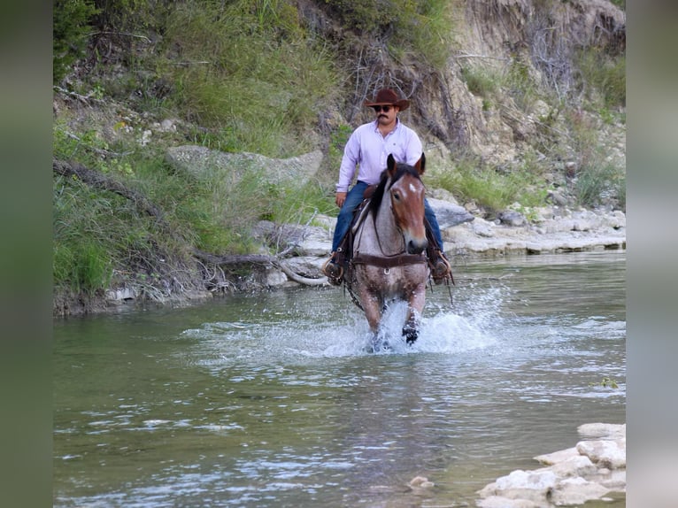 Percheron Castrone 4 Anni 173 cm Baio roano in Stephenville TX