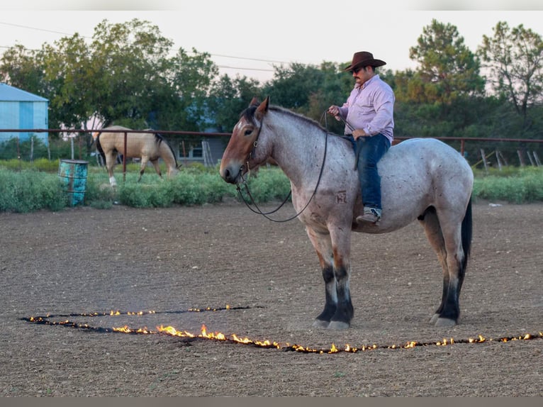 Percheron Castrone 4 Anni 173 cm Baio roano in Stephenville TX