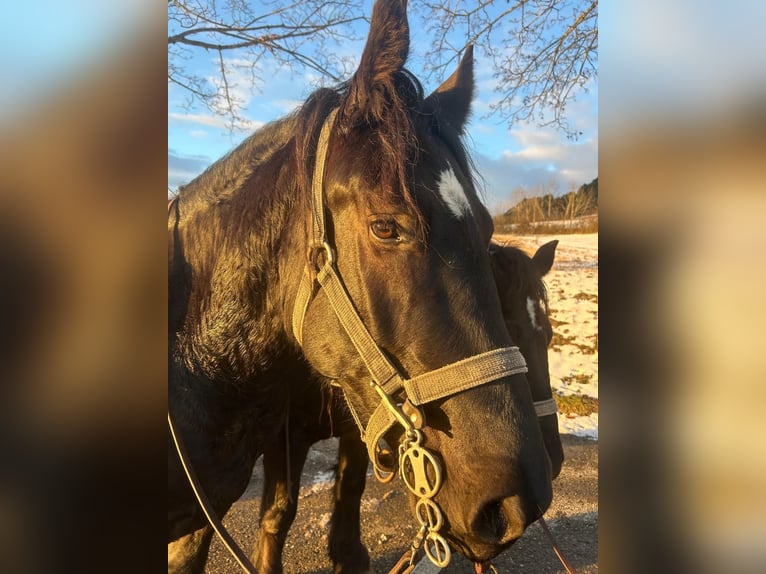 Percheron Castrone 4 Anni 174 cm Morello in Waldstetten