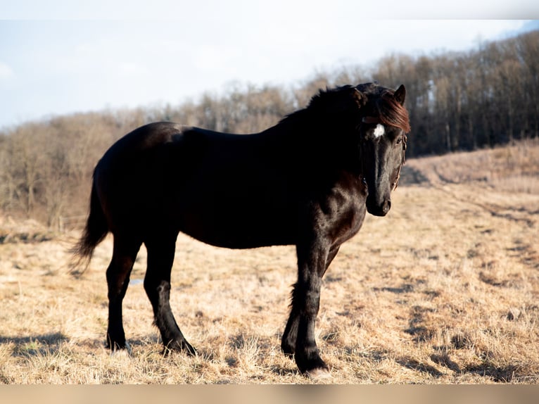 Percheron Castrone 4 Anni 175 cm Morello in Middleburg, PA