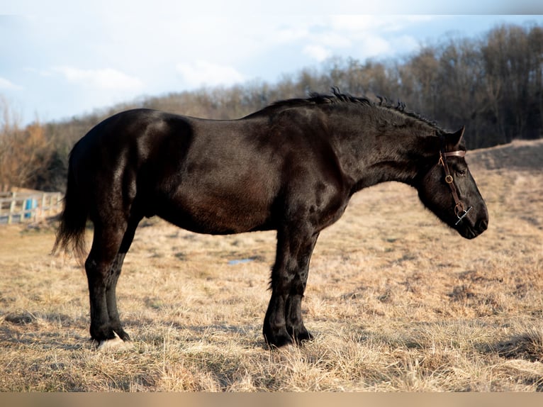 Percheron Castrone 4 Anni 175 cm Morello in Middleburg, PA