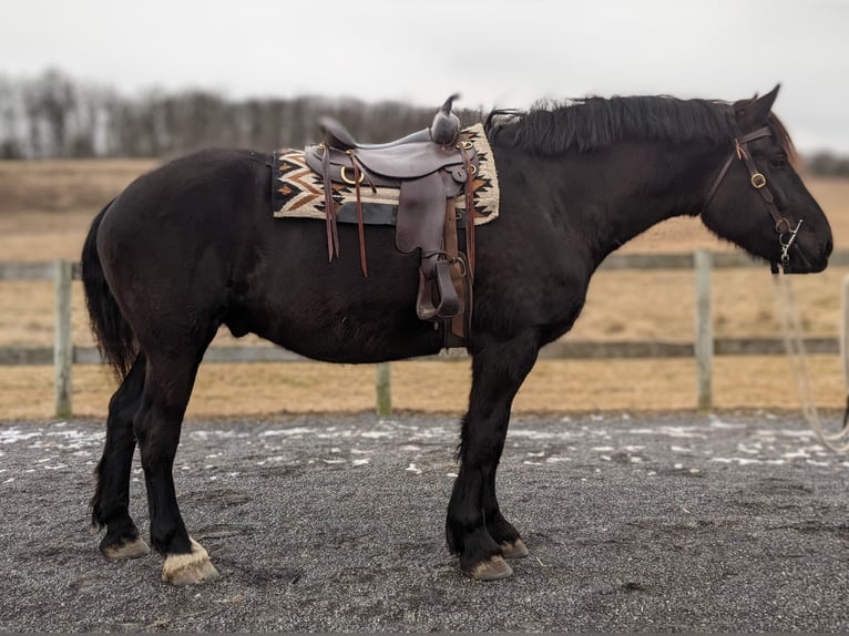 Percheron Castrone 4 Anni 175 cm Morello in Middleburg, PA