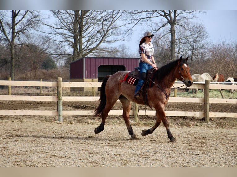 Percheron Castrone 4 Anni Baio roano in Howell MI