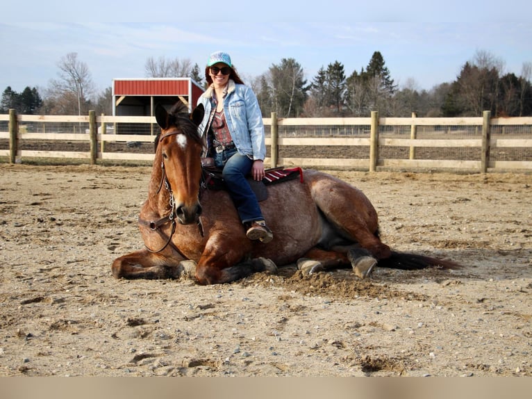 Percheron Castrone 4 Anni Baio roano in Howell MI