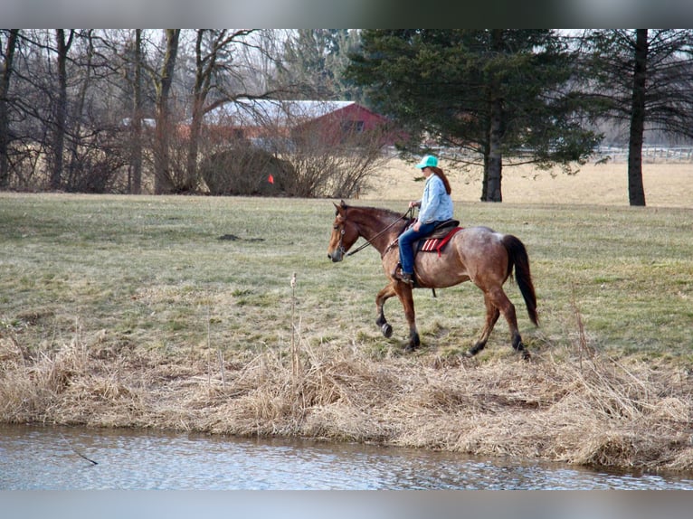 Percheron Castrone 4 Anni Baio roano in Howell MI