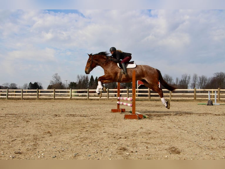 Percheron Castrone 4 Anni Baio roano in Howell MI