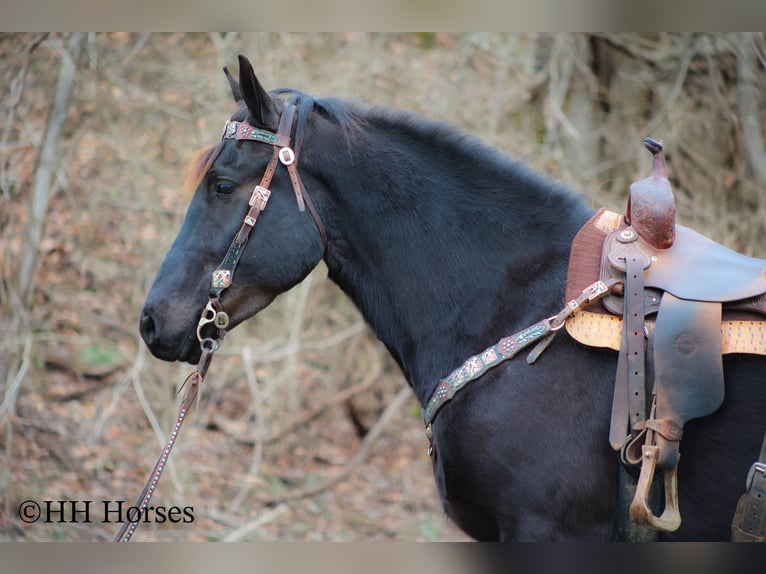 Percheron Castrone 4 Anni Morello in Flemingsburg Ky