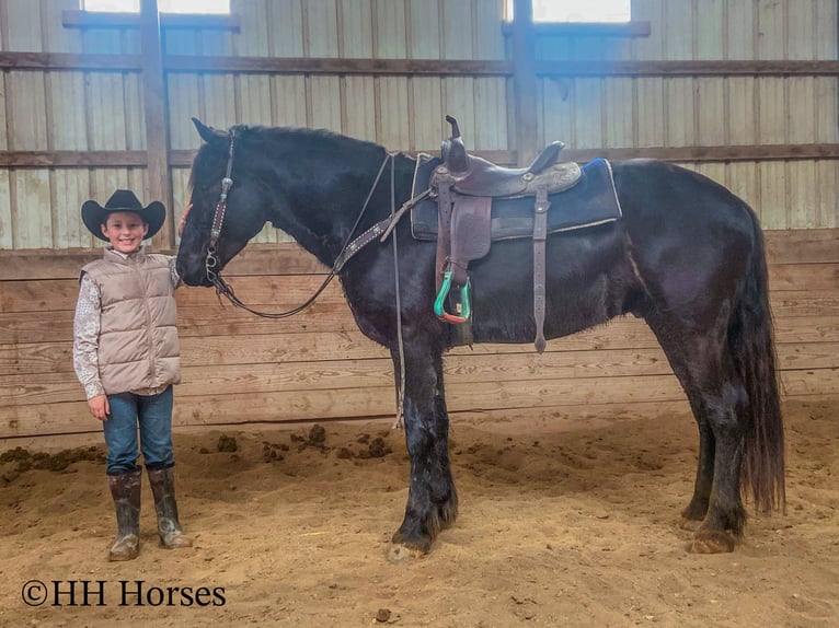 Percheron Castrone 4 Anni Morello in Flemingsburg Ky