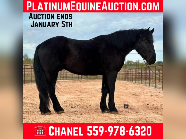 Percheron Castrone 4 Anni Morello in Jacksboro TX