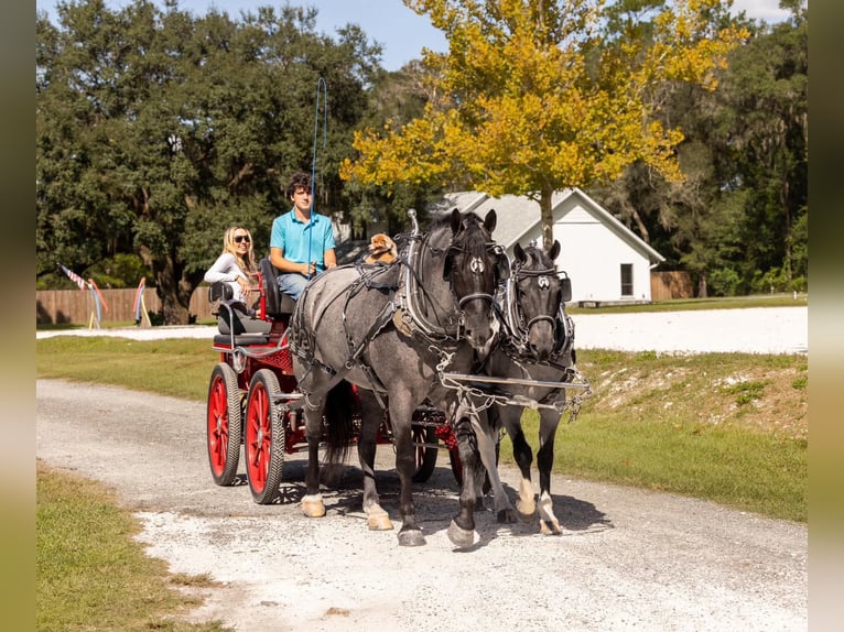 Percheron Mix Castrone 4 Anni Roano blu in Ocala