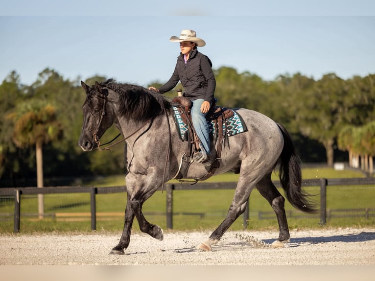 Percheron Mix Castrone 4 Anni Roano blu in Ocala