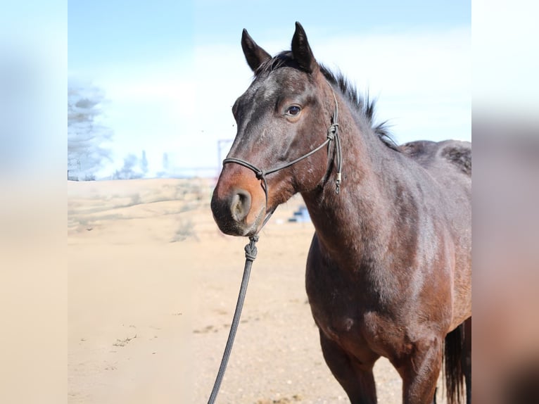 Percheron Mix Castrone 5 Anni 152 cm Baio ciliegia in Fort Collins