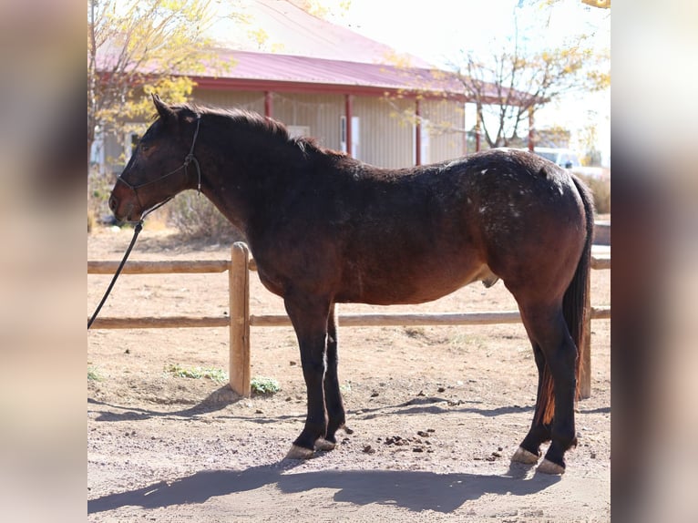 Percheron Mix Castrone 5 Anni 152 cm Baio ciliegia in Fort Collins