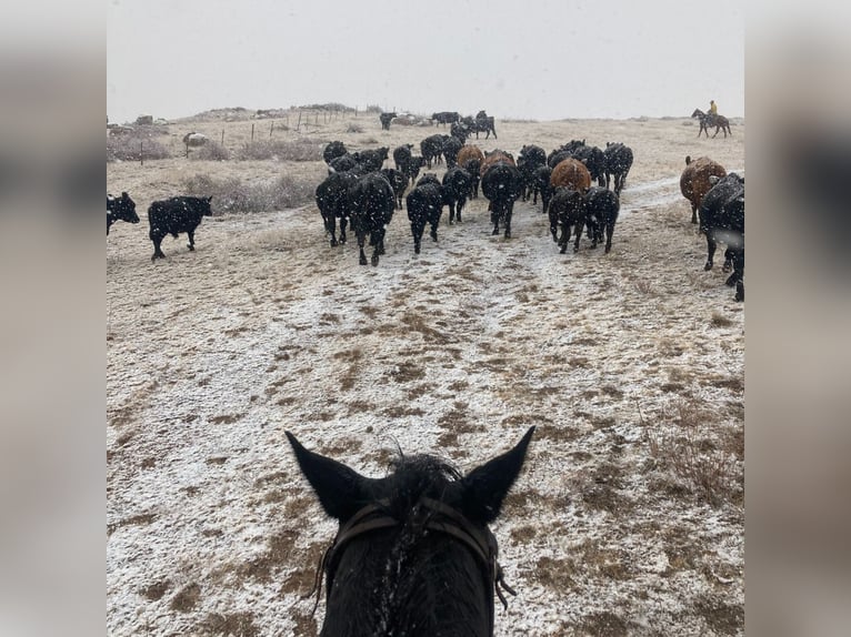 Percheron Mix Castrone 5 Anni 152 cm Baio ciliegia in Fort Collins