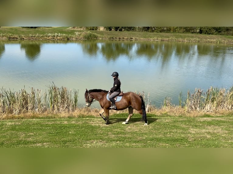 Percheron Mix Castrone 5 Anni 157 cm Baio ciliegia in Gap, PA