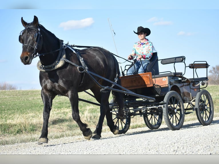Percheron Castrone 5 Anni 157 cm Morello in Joice IA