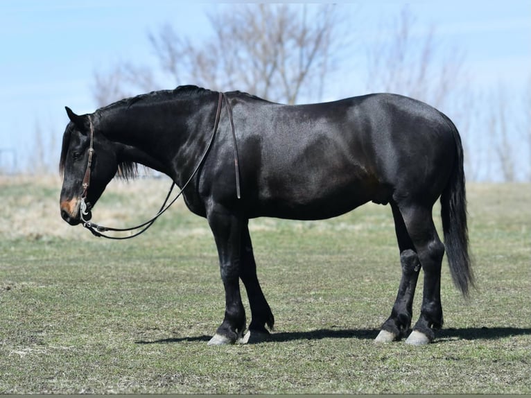 Percheron Castrone 5 Anni 157 cm Morello in Joice IA